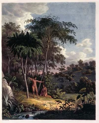 Alsophila, paprocie wodne w Amazonii, tabela XXVIII z Plantarum Cryptogamicarum Brasiliensium autorstwa Johanna Baptist Von Spix i Carla Friedricha Von Martius