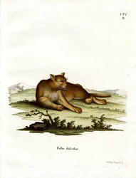 Amazon Cougar (kolorowy grawerunek)