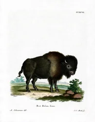 Bizon (kolorowy grawer)