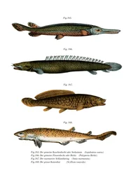 Amerykański Garpike słodkowodny (kolor lito)