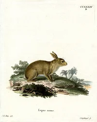 American Grey Rabbit (kolorowy grawerunek)