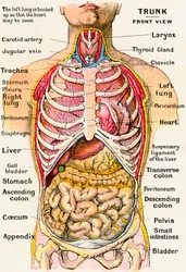 Anatomiczny widok ludzkiego tułowia