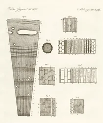 Anatomia drewna (kolorowe grawerowanie)