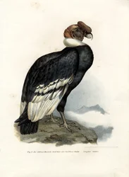 Kondor andyjski, 1864