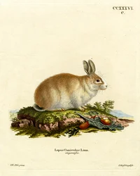 Angora Rabbit (kolorowy grawerunek)