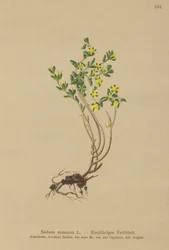 Rozchodnik roczny (Sedum annuum)