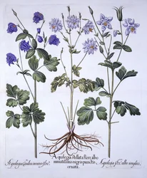 Aquilegia, z Hortus Eystettensis, Basil Besler (1561-1629), wyd. 1613 (grawerowanie ręcznie kolorowane)