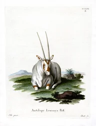 Oryks Arabski (kolorowy grawerunek)