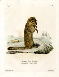 Arctic Ground Squirrel (kolorowy grawerunek)