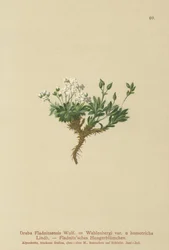 Draba arktyczna (Draba fladnitzensis, Draba altaica, Draba Wahlenbergi)