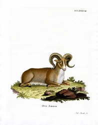 Argali (kolorowy grawer)