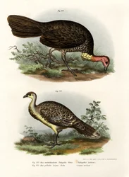 Australijska szczotka-Turcja, 1864