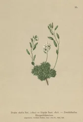 Austriacka Whitlow Grass (Draba dubia, Draba frigida)
