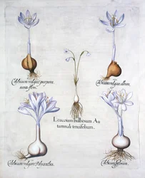 Jesienne płatki śniegu i szafrany łąkowe, z Hortus Eystettensis, Basil Besler (1561-1629), wyd. 1613 (grawerowanie ręcznie kolorowane)