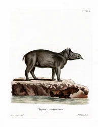 Tapir Bairda (kolorowy grawerunek)