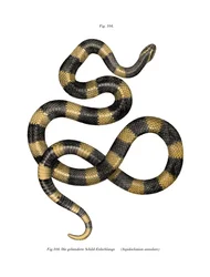 Banded Krait (kolor lito)