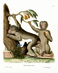 Barbary Ape (kolorowy grawerunek)