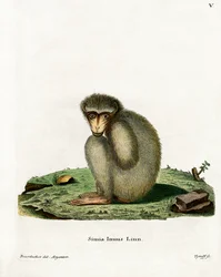 Barbary Ape (kolorowy grawerunek)