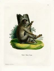 Barbary Ape (kolorowy grawerunek)