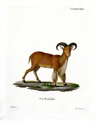 Barbary Sheep (kolorowy grawerunek)