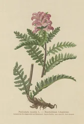 Wsza zwyczajny bez dzioba (Pedicularis recutita)