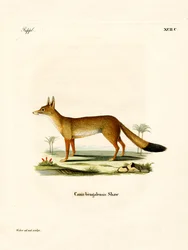 Lis bengalski (kolorowy grawerunek)