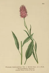 Rampion betonowy (Phyteuma betonicaefolium)