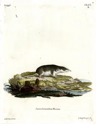 Ryjówka Bicolored (kolorowy grawerunek)