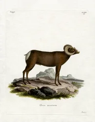 Owca gruboroga (kolorowy grawerunek)