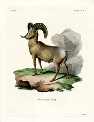 Owca gruboroga (kolorowy grawerunek)