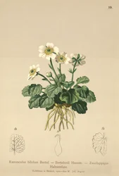 Jaskier Bilobo (Ranunculus bilobus, Ranunculus Bertolonii)