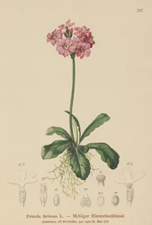 Pierwiosnek pospolity (Primula farinosa)