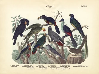 Ptaki, ok.1860