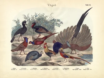 Ptaki, ok.1860
