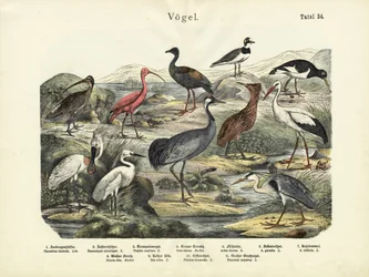 Ptaki, ok.1860