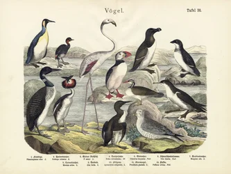 Ptaki, ok.1860