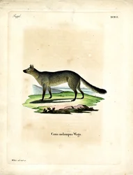 Szakal czarnogrzbiety (kolorowy grawerunek)