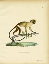 Marmozeta czarnoogonowa