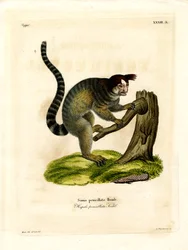 Marmozeta czarnoczuba