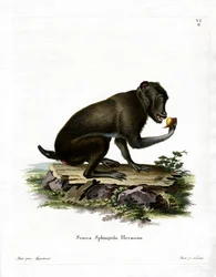 Pawian czarny