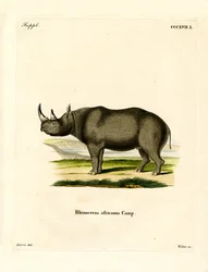 Nosorożec czarny