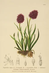 Czarny storczyk waniliowy (Nigritella nigra, Nigritella angustifolia)