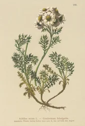 Krwawnik czarny (Achillea atrata)