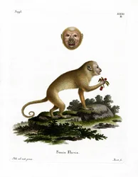 Kapucyn blond (kolorowy grawerunek)