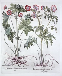 Krwawy dziób żurawiowy i wielkodziobak żurawiowy, z Hortus Eystettensis, autorstwa Basila Beslera (1561-1629), wyd. 1613 (grawerowanie ręcznie kolorowane)