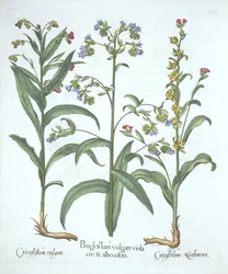Niebieska alkanet i dwie odmiany języka gończego, z Hortus Eystettensis, Basil Besler (1561-1629), wyd. 1613 (grawerowanie ręcznie kolorowane)