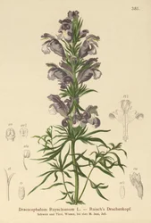 Niebieski smok (Dracocephalum Ruyschianum)
