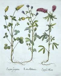 Blue Troginella, Yellow Clover, Red Wood Clover, z Hortus Eystettensis, wyd. Basil Besler (1561-1629). 1613 (grawerowanie ręcznie kolorowane)