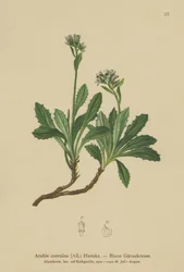 Rzeżucha niebieska (Arabis caerulea, Arabis coerulea)
