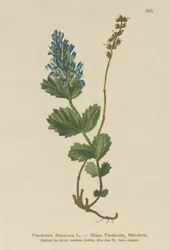 Niebieskawa Paederota (Paederota Bonarot)